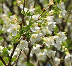 Prunus-incisa-Fujiyama-flowers-and-honeybee