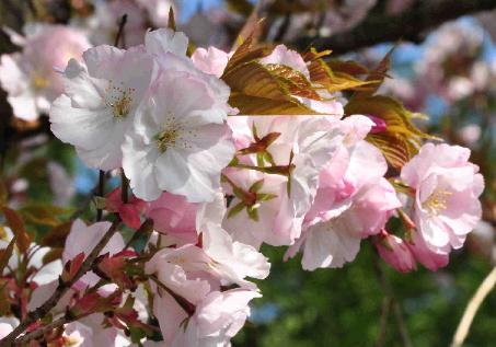 Prunus-serrulata-Sunset-Boulevard