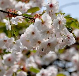 Prunus-serrulata-Ichiyo- lichtroze-bloemen-closeup