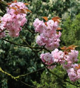 Prunus-serrulata-Kanzan