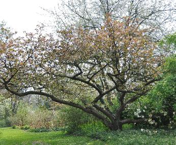 Prunus-serrulata-Tai-Haku-globalview