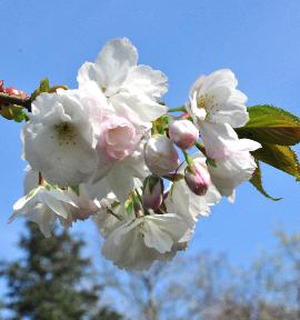 Prunus-serrulata-Pink-Perfection2