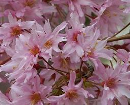 Prunus-subhirtella-Fukubana