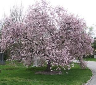 Prunus-subhirtella-Autumnalis