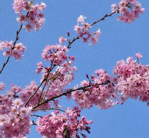 Prunus-subhirtella-Atumnalis-Rosea-flowers