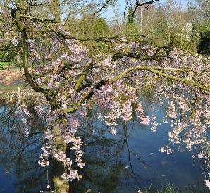 Prunus-subhirtella-Pendula-Rubraglobal-picture