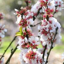 Prunus-tormentosa