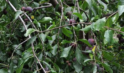 PrunusdomesticaMonsieurHatiff