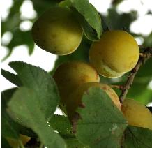 PrunusdomesticaReineClaudeOullinsVN