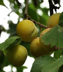 PrunusdomesticaReineClaudeOullinsVN