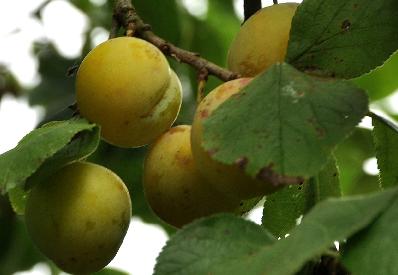 PrunusdomesticaReineClaudeOullinsVN