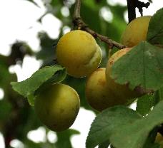 PrunusdomesticaReineClaudeOullinsVN