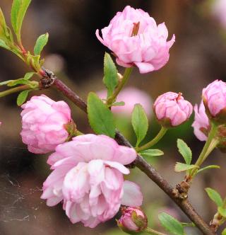 PrunusglandulosaRoseaPlenaflowers