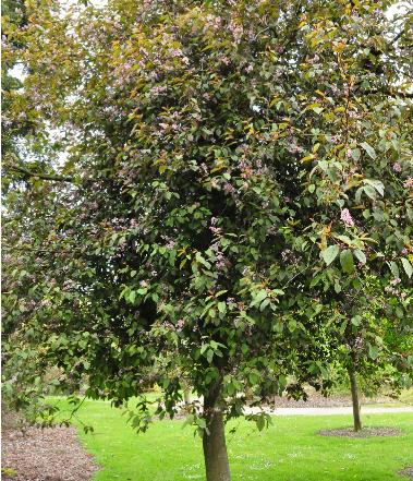 PrunuspadusColoratahabitus