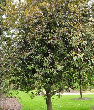 PrunuspadusColoratahabitus
