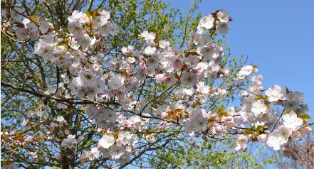 PrunusReineClaudedoullinsbloei