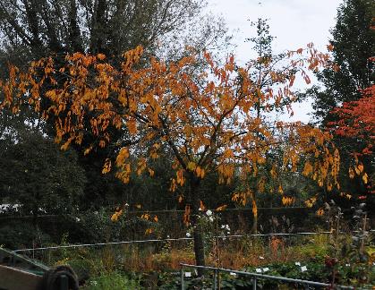 prunussenherfstkleurnov2010