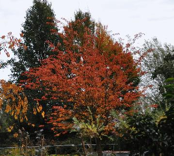 prunussenherfstkleurnov2010a