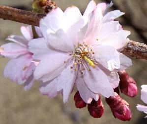 PrunussubhirtellaAutumnalisRosea