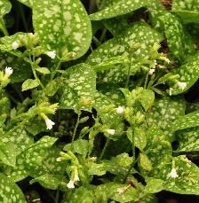 PulmonariaofficinalisSissinghurstWhite