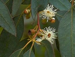 pxEucalyptusgunniflowers
