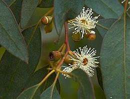pxEucalyptusgunniflowers
