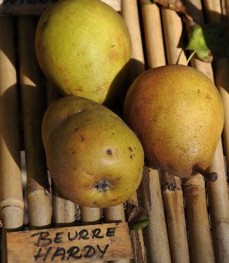 Pyrus domestica 'Beurré Hardy'