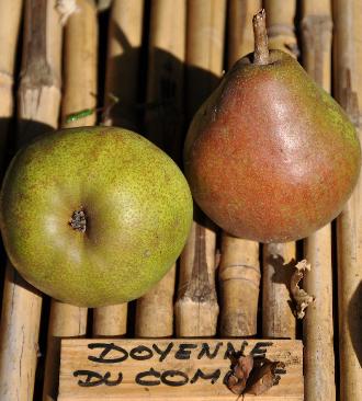 Pyrus domestica 'Doyenné du Comice'