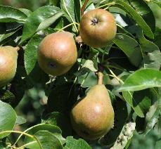 Pyrys Doyenné du Comice vnice