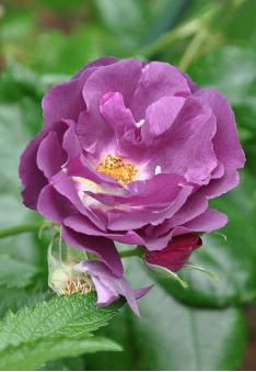 Rosa 'Rhapsody in blue'