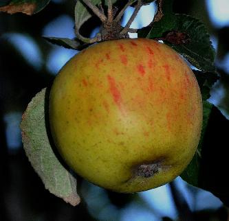 'Reine des reinettes' Malus domestica