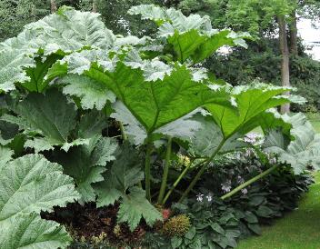 Reuzegunnera