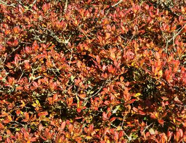 Rhododendron-Anna-Louise-harde-gentse-azalea-herfstkleur-2