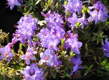 Rhododendron-Blue-Tit