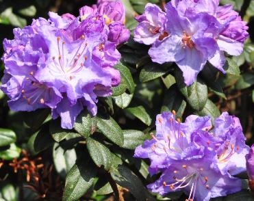 Rhododendron-Blue-Diamond-foto2- Augustinii hybride