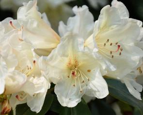 Rhododendron-Dairy-Maid-closeup
