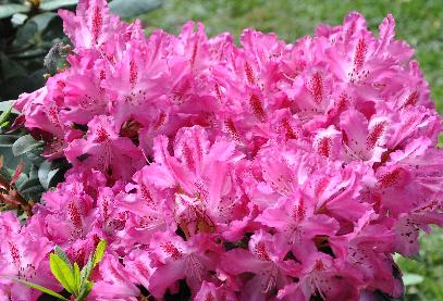 Rhododendron-Etoile-de-Sleidinge