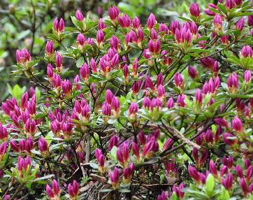 Rhododendron-Hatsugiri-Kurume-global-view