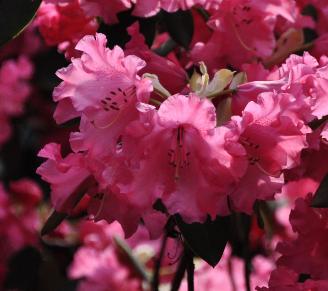 Rhododendron-Karin-