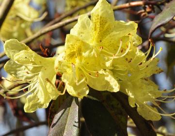 Rhododendron-lutescens-flower-closeup