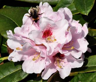 Rhododendron-macabeum-x-R-Boulede-Neige