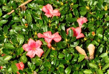 Rhododendron-Morava-japanse-azalea