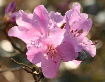 Rhododendron-Praecox-hybride-R-ciliatum-x-R-dauricum-closeup-bloem
