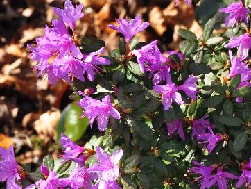 Rhododendron-Ptarmigan-flowers