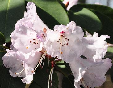 Rhododendron-Wallichii-flowers2