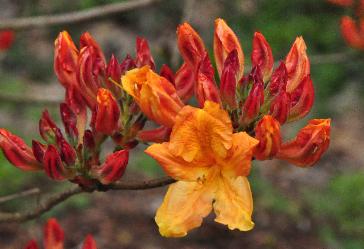 Rhododendron Christopher Wren Mollis Azaleacloseup flower vnnn