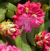 rhododendrons