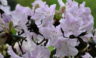 Rhododendron 'Princess Esmeralda'