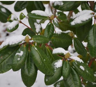 rhodosneeuwbladerennetopen