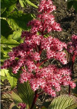 Rodgersia-Pinnata